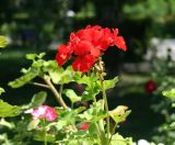 Pelargonium hortorum