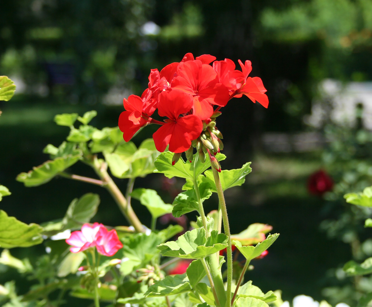 Изображение особи Pelargonium hortorum.