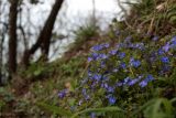 Veronica umbrosa. Цветущие растения. Краснодарский край, Туапсинский р-н, долина ручья Красный Водопад на выходе к морю, широколиственный лес. 02.04.2013.