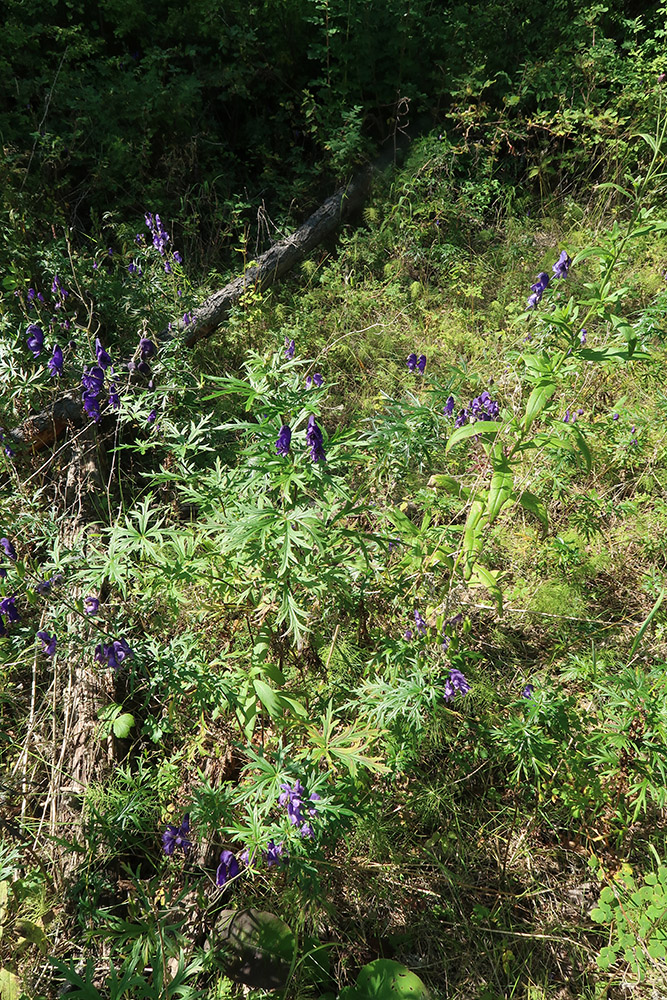 Изображение особи Aconitum baicalense.