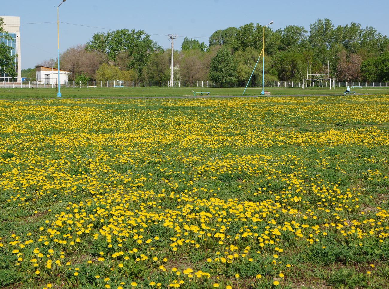 Изображение особи Taraxacum officinale.