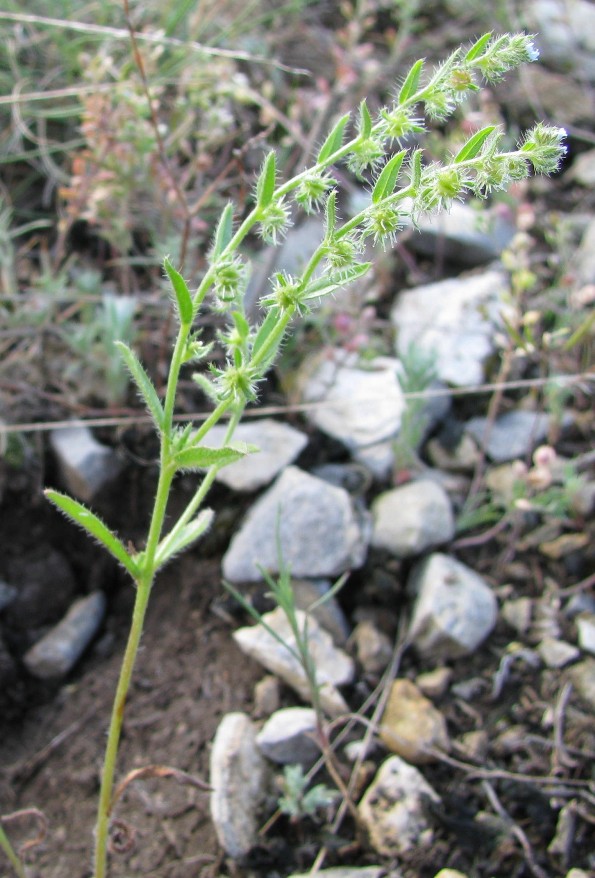 Image of Lappula stricta specimen.