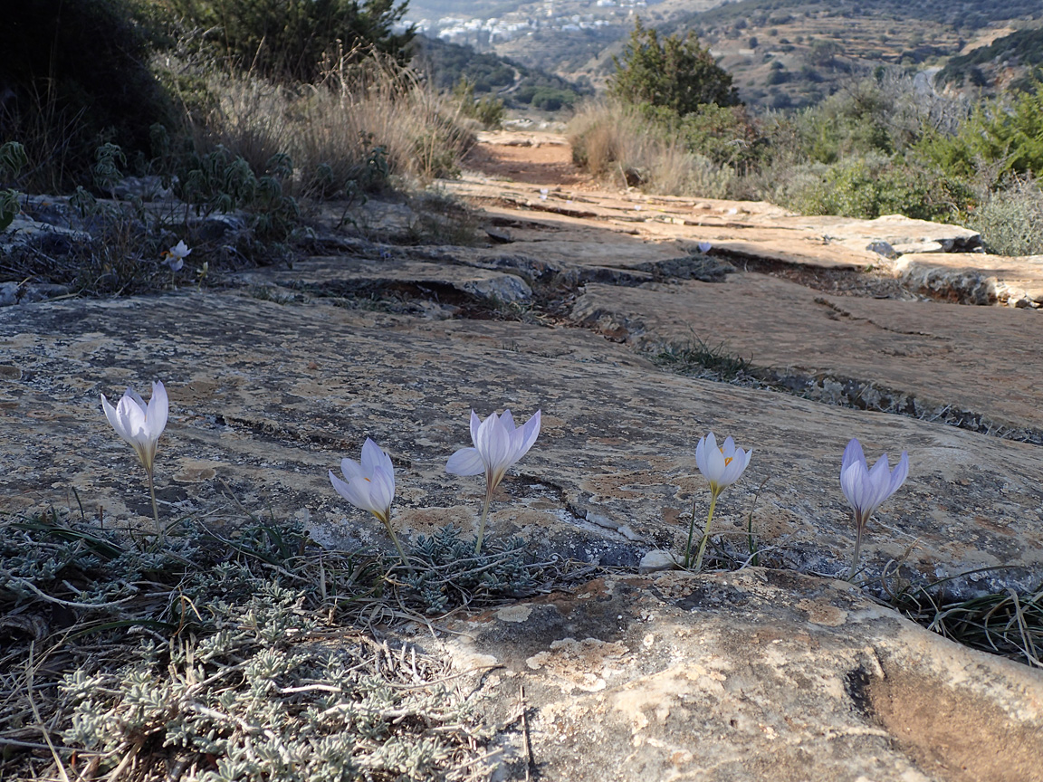 Изображение особи Crocus laevigatus.