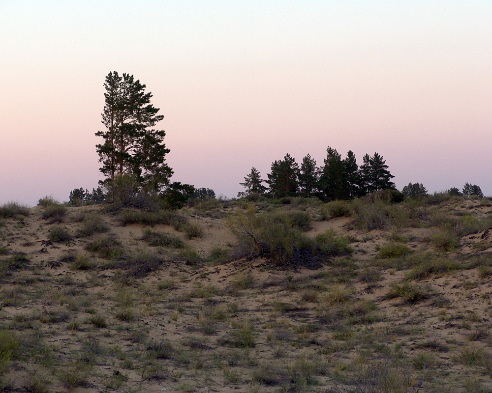 Изображение особи Pinus sylvestris.