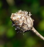 Centaurea jacea ssp. substituta