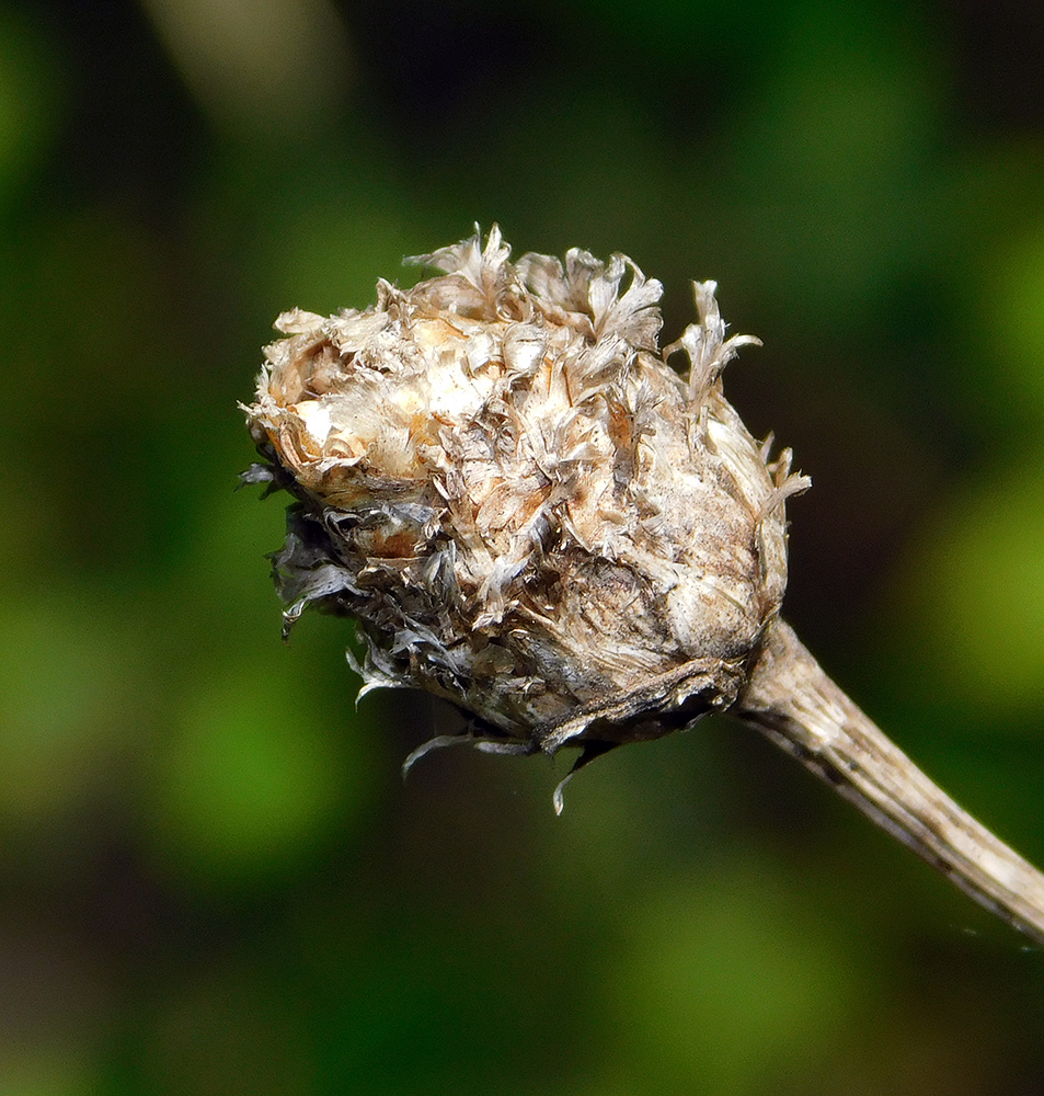 Image of Centaurea jacea ssp. substituta specimen.