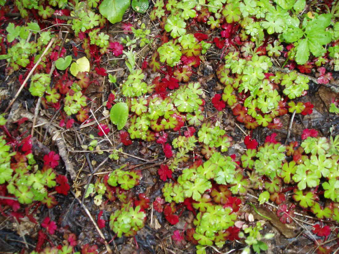 Image of Geranium lucidum specimen.