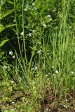 Galium uliginosum