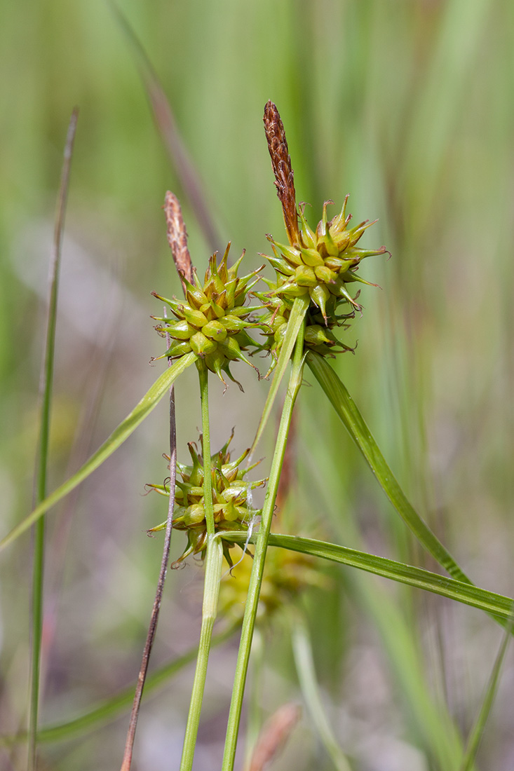 Изображение особи Carex flava.