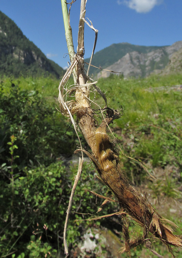 Image of Allium strictum specimen.