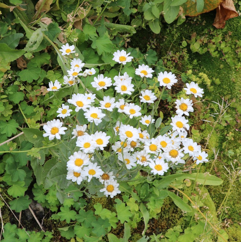 Image of Pyrethrum balsamita specimen.