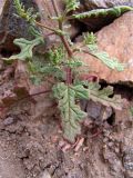Dysphania botrys