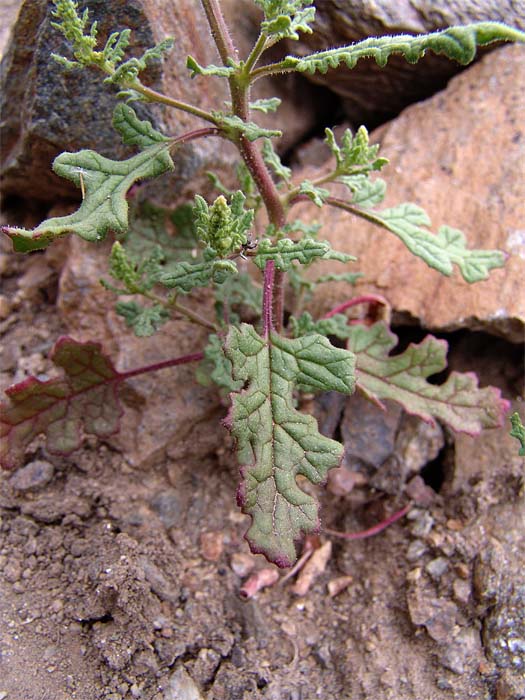 Image of Dysphania botrys specimen.