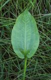 Alisma plantago-aquatica. Лист. Пермский край, г. Пермь, Кировский р-н, заброшенный песчаный карьер, сырой луг вдоль озера. 21.08.2019.