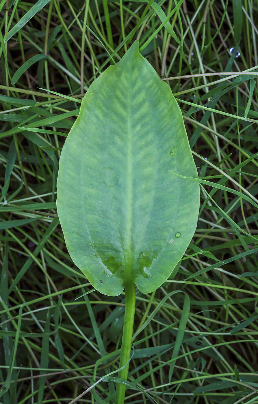 Image of Alisma plantago-aquatica specimen.