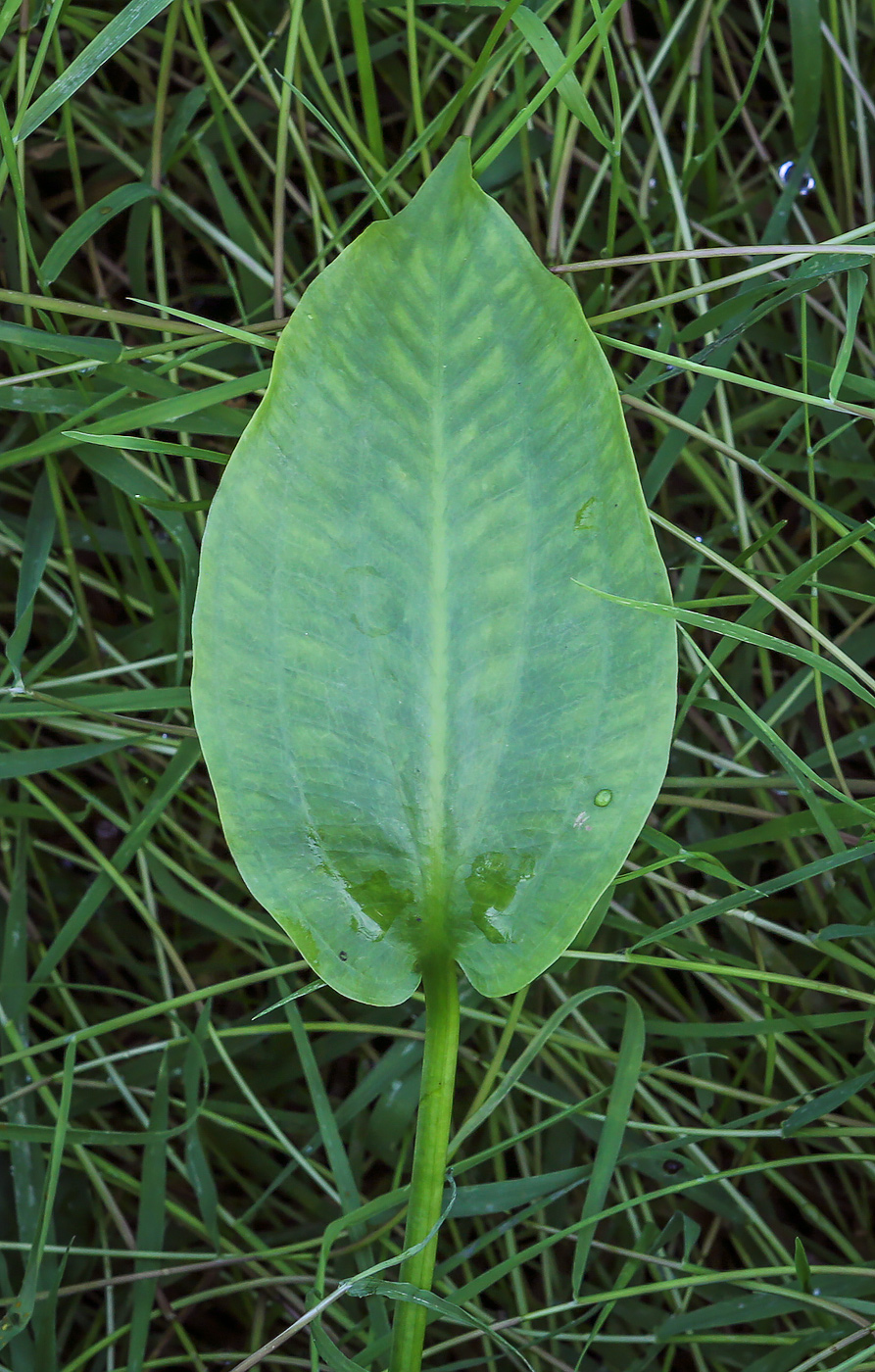 Изображение особи Alisma plantago-aquatica.