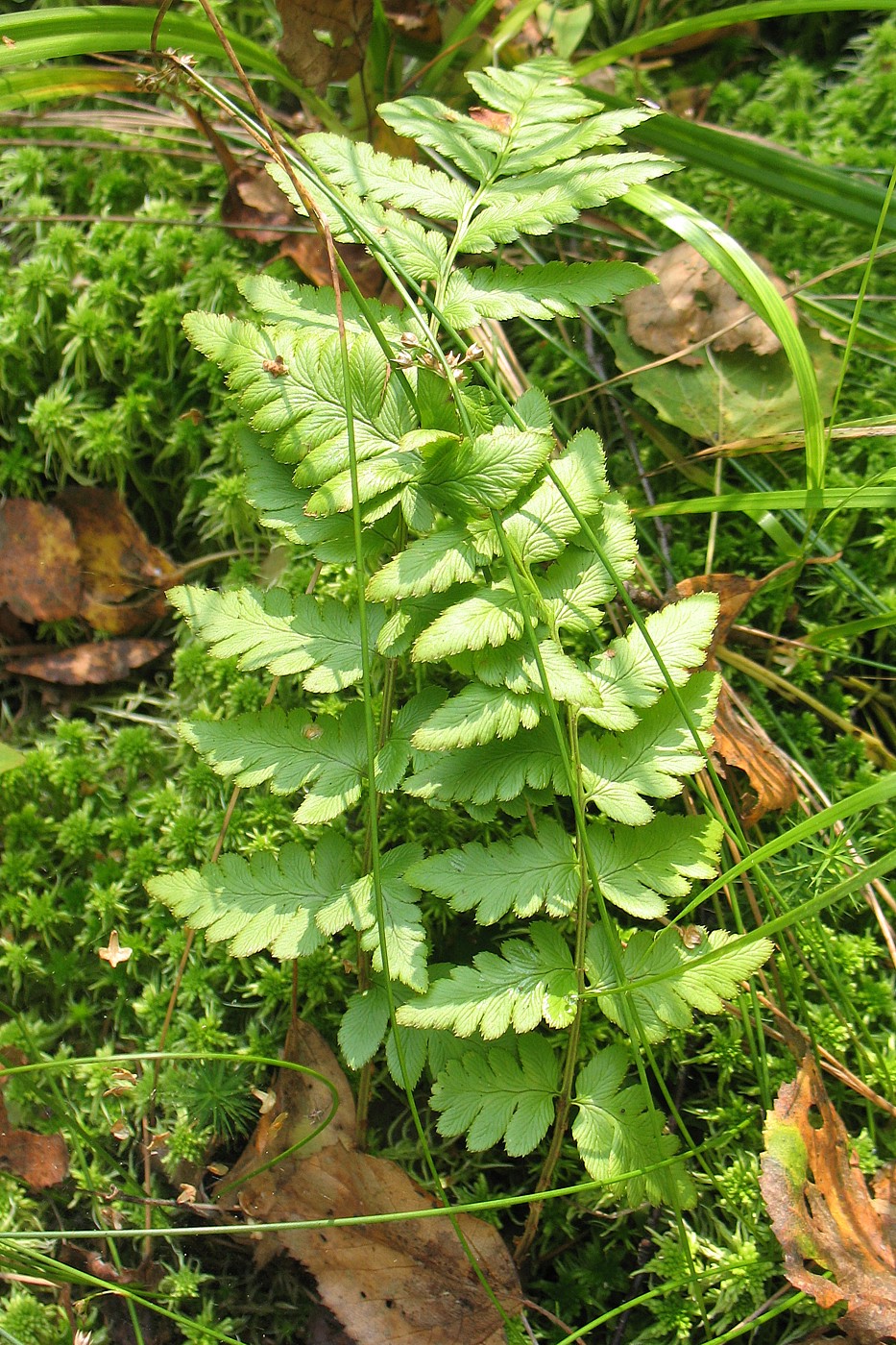 Изображение особи Dryopteris cristata.