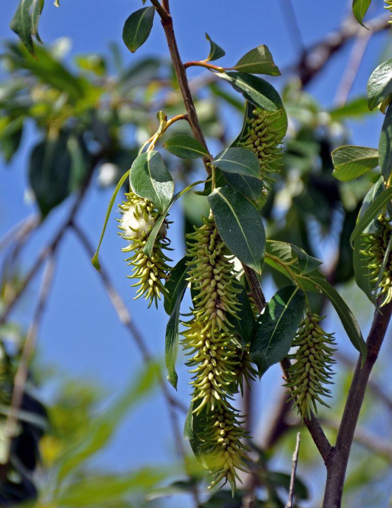 Изображение особи Salix pentandra.