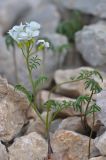 Cardamine bipinnata. Цветущее растение. Республика Адыгея, Майкопский р-н, окр. с. Новопрохладное (Сахрай), вост. склон горы Большой Тхач, 2090 м н.у.м., осыпь. 24.05.2019.