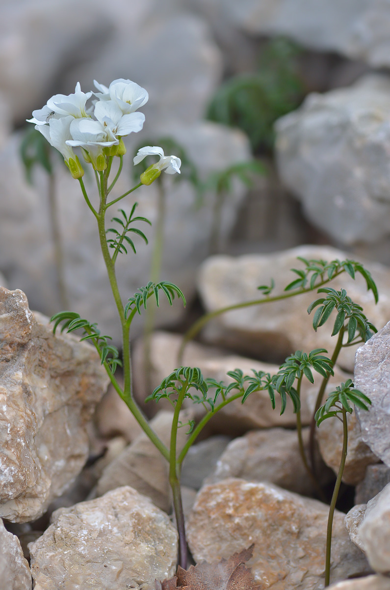 Image of Cardamine bipinnata specimen.