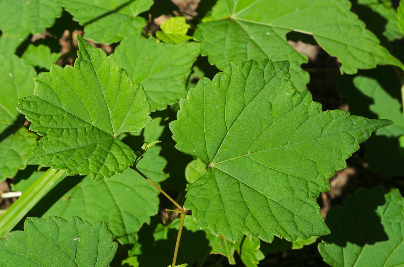 Изображение особи семейство Vitaceae.