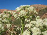 Ferula foetida. Верхушка плодоносящего растения с незрелыми плодами. Казахстан, вост. предгорья хр. Каратау, южн. побережье оз. Кызылколь, правый берег надпойменной террасы у устья р. Ушбас, на оплывине под пестроцветной сопкой. 6 мая 2019 г.