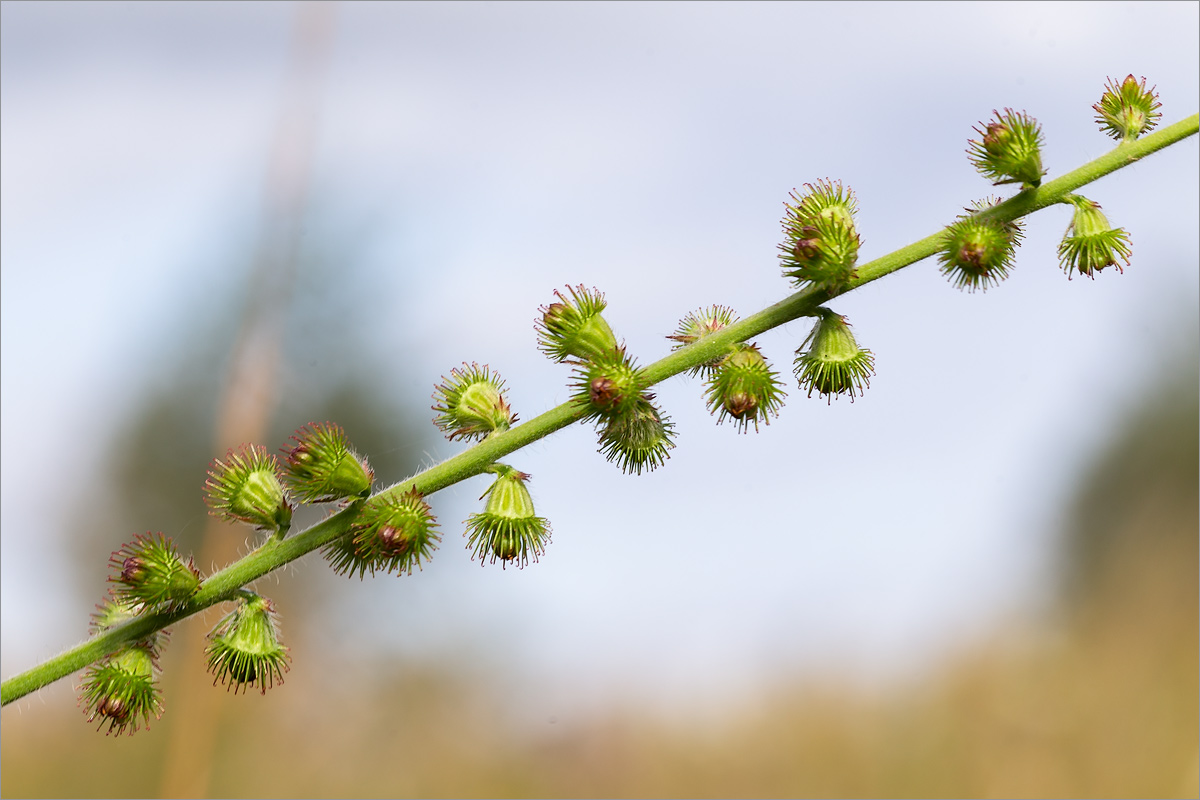 Изображение особи Agrimonia pilosa.