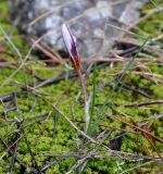Crocus hartmannianus