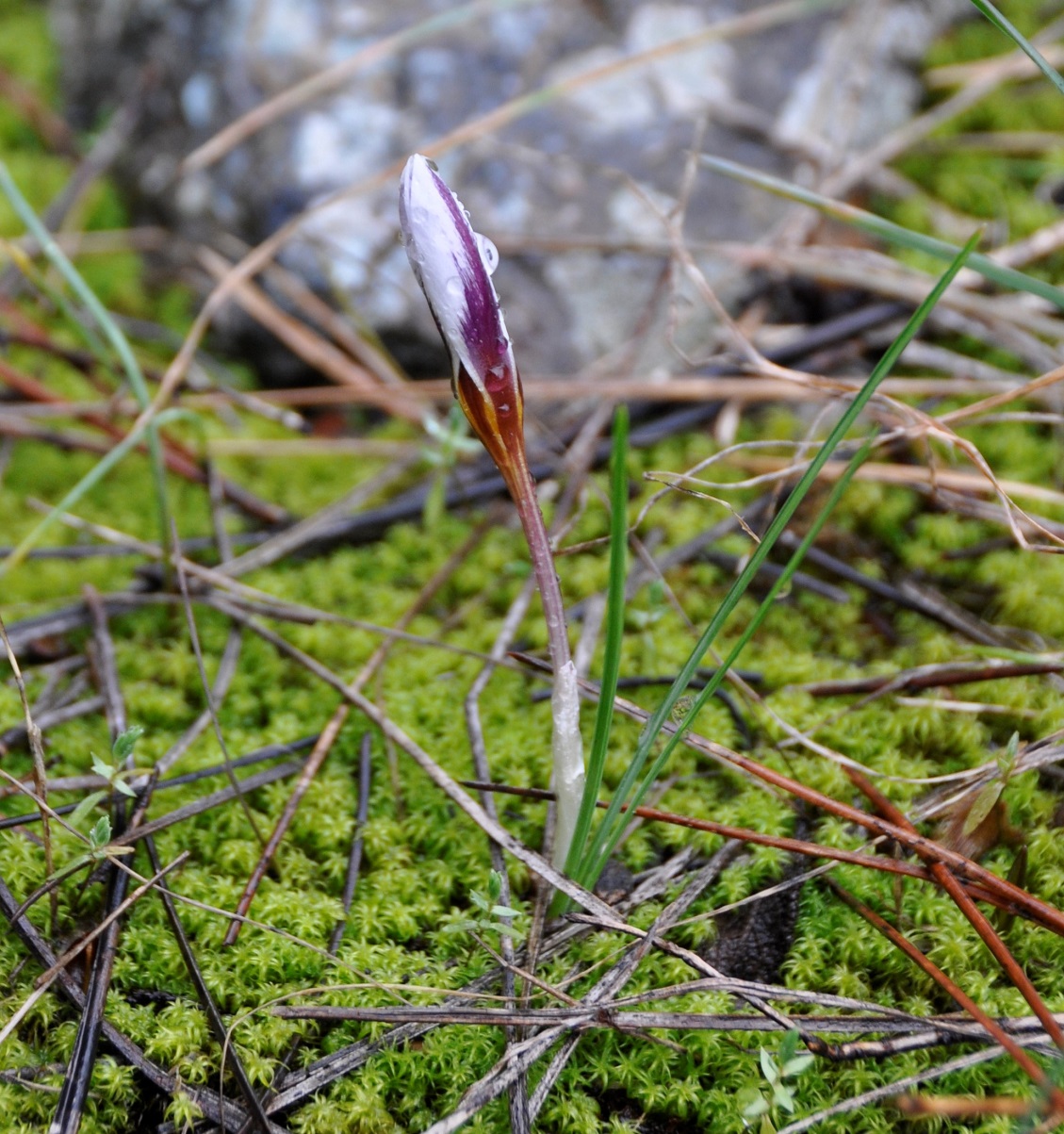 Изображение особи Crocus hartmannianus.