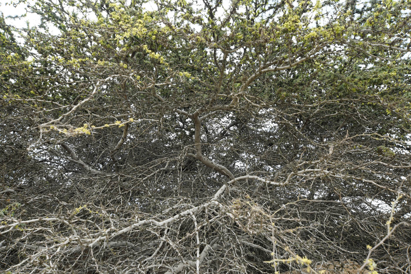 Image of Prosopis pallida specimen.