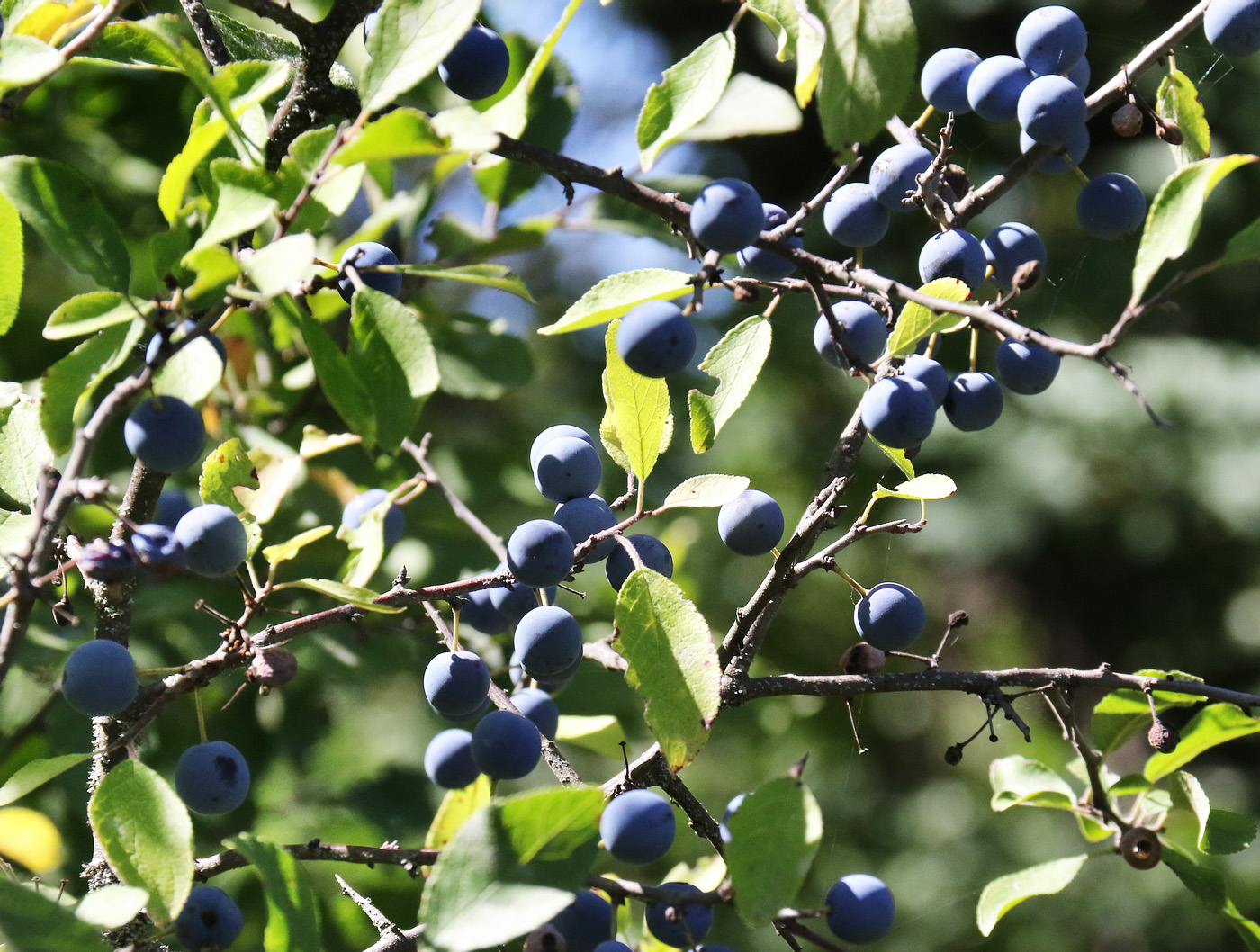 Image of Prunus spinosa specimen.