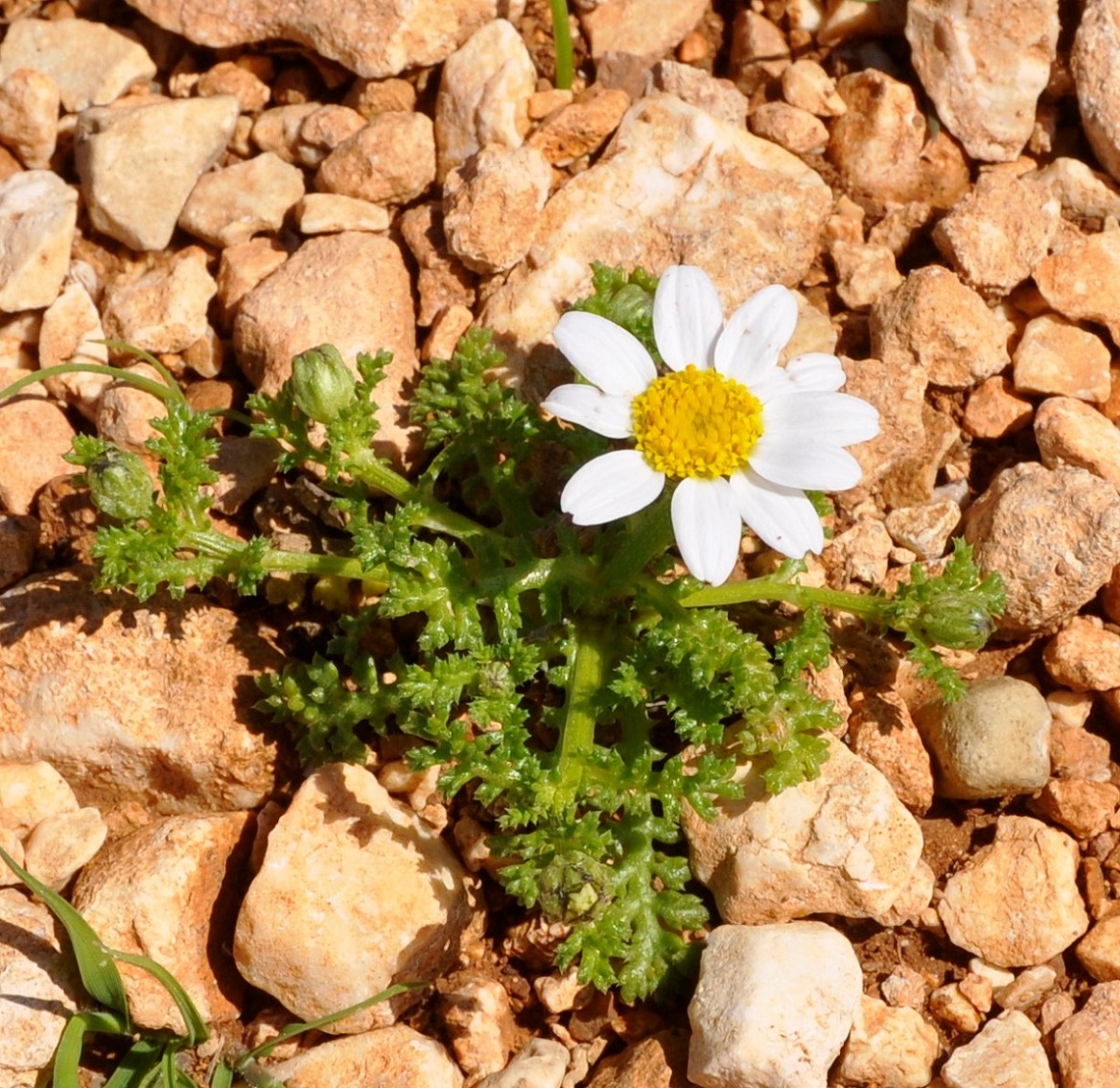 Image of genus Anthemis specimen.