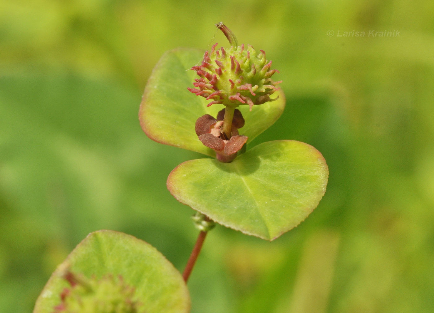 Image of Euphorbia lucorum specimen.