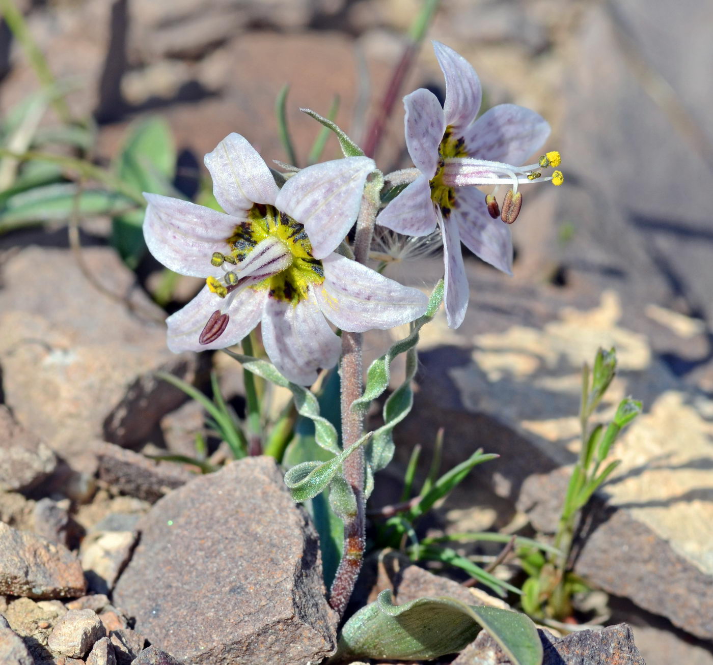 Изображение особи Rhinopetalum karelinii.