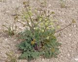 Zosima absinthifolia