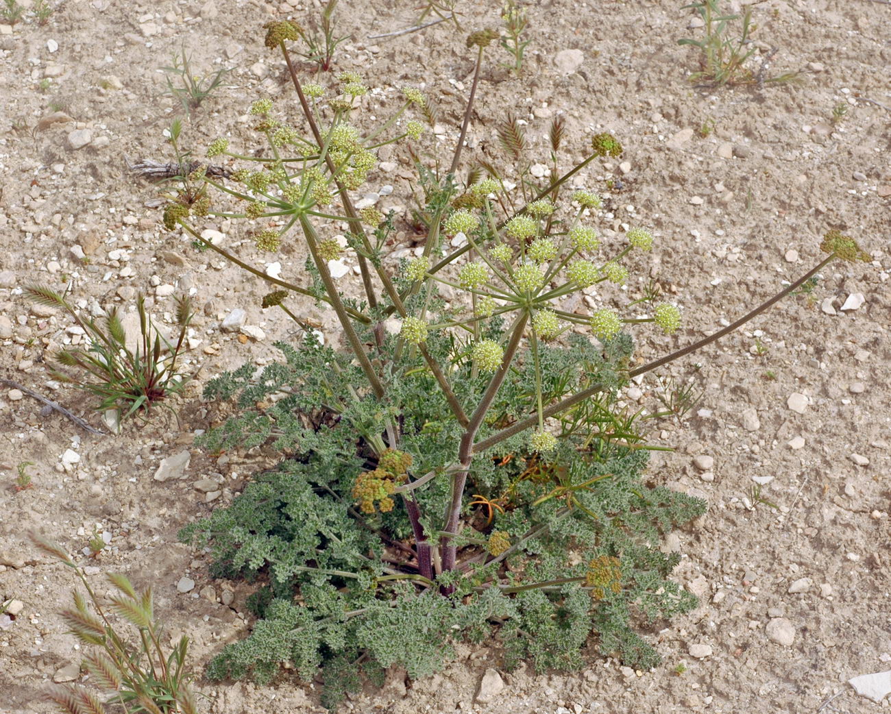 Image of Zosima absinthifolia specimen.