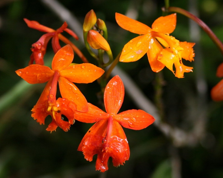 Image of Epidendrum radicans specimen.