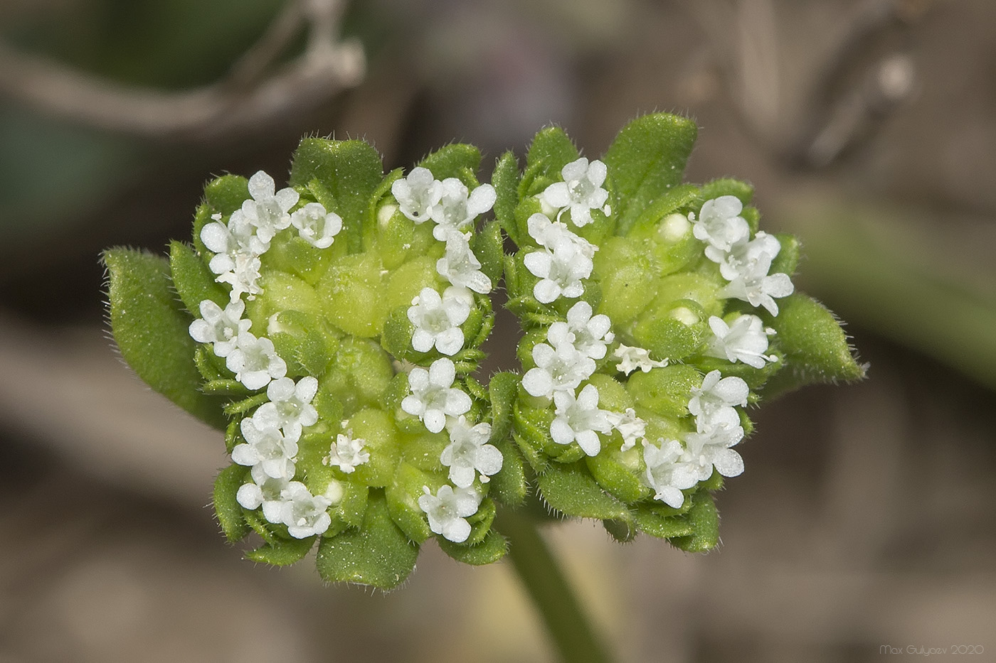 Изображение особи Valerianella turgida.