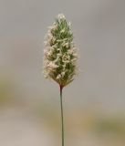 род Phalaris