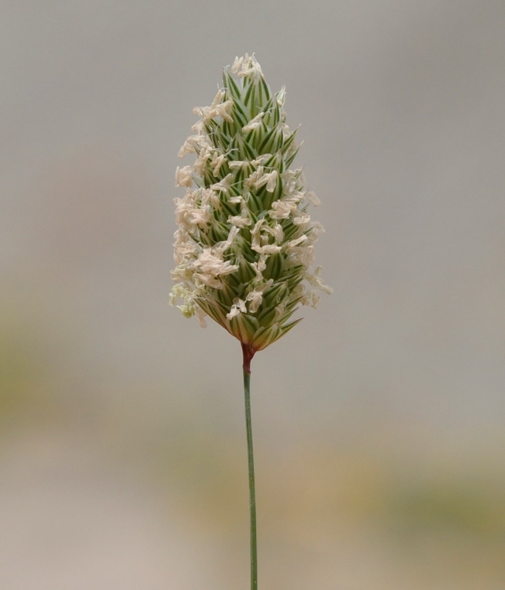 Image of genus Phalaris specimen.