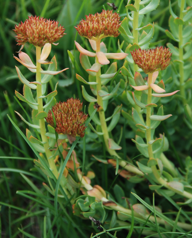 Image of Rhodiola rosea specimen.
