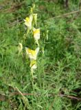 Linaria vulgaris