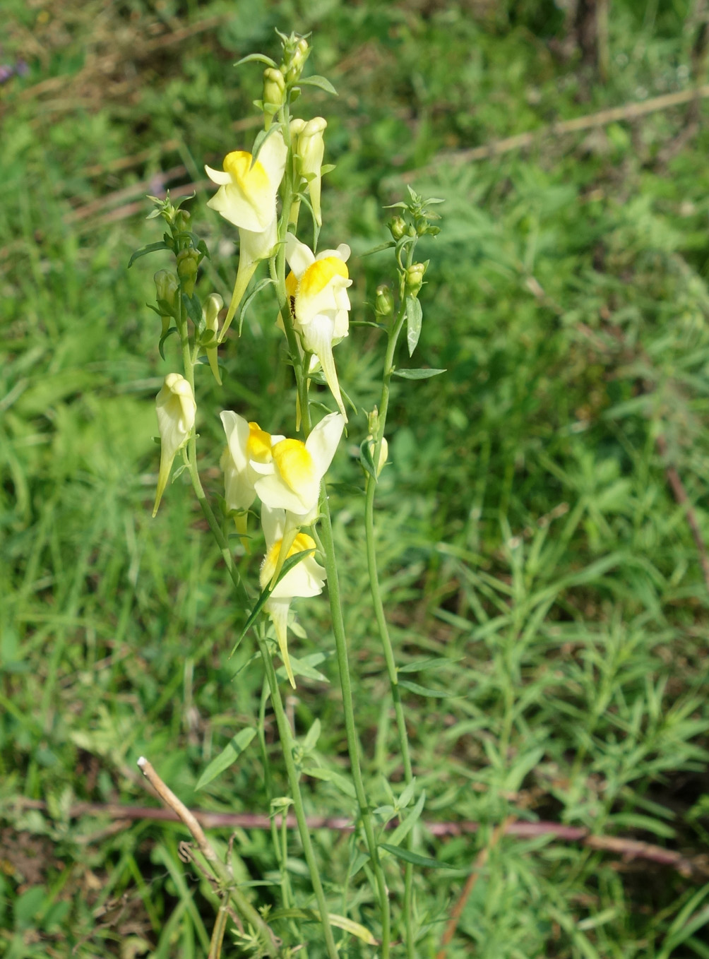 Image of Linaria vulgaris specimen.