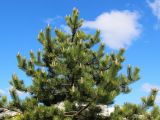 Pinus nigra. Верхушка растения с микростробилами и молодыми побегами. Беларусь, г. Минск, парк Грековой, декоративное озеленение. 23.05.2020.