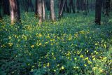 Ranunculus cassubicus