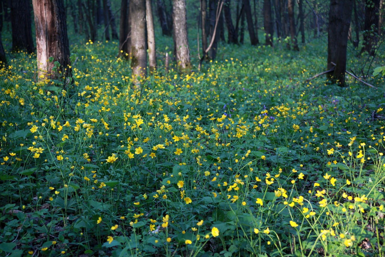 Изображение особи Ranunculus cassubicus.