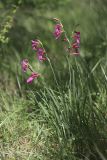 Gladiolus italicus