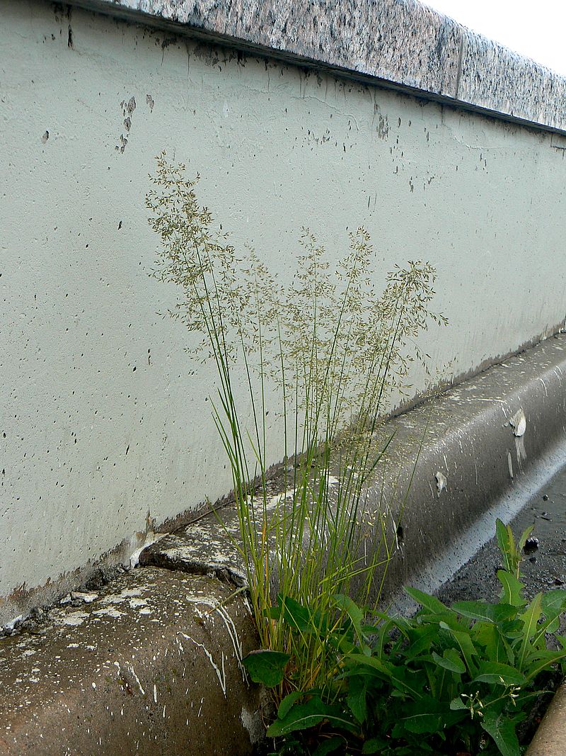 Image of Poa palustris specimen.