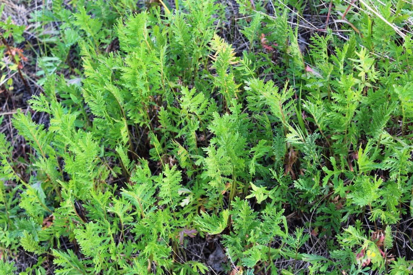 Изображение особи Artemisia latifolia.