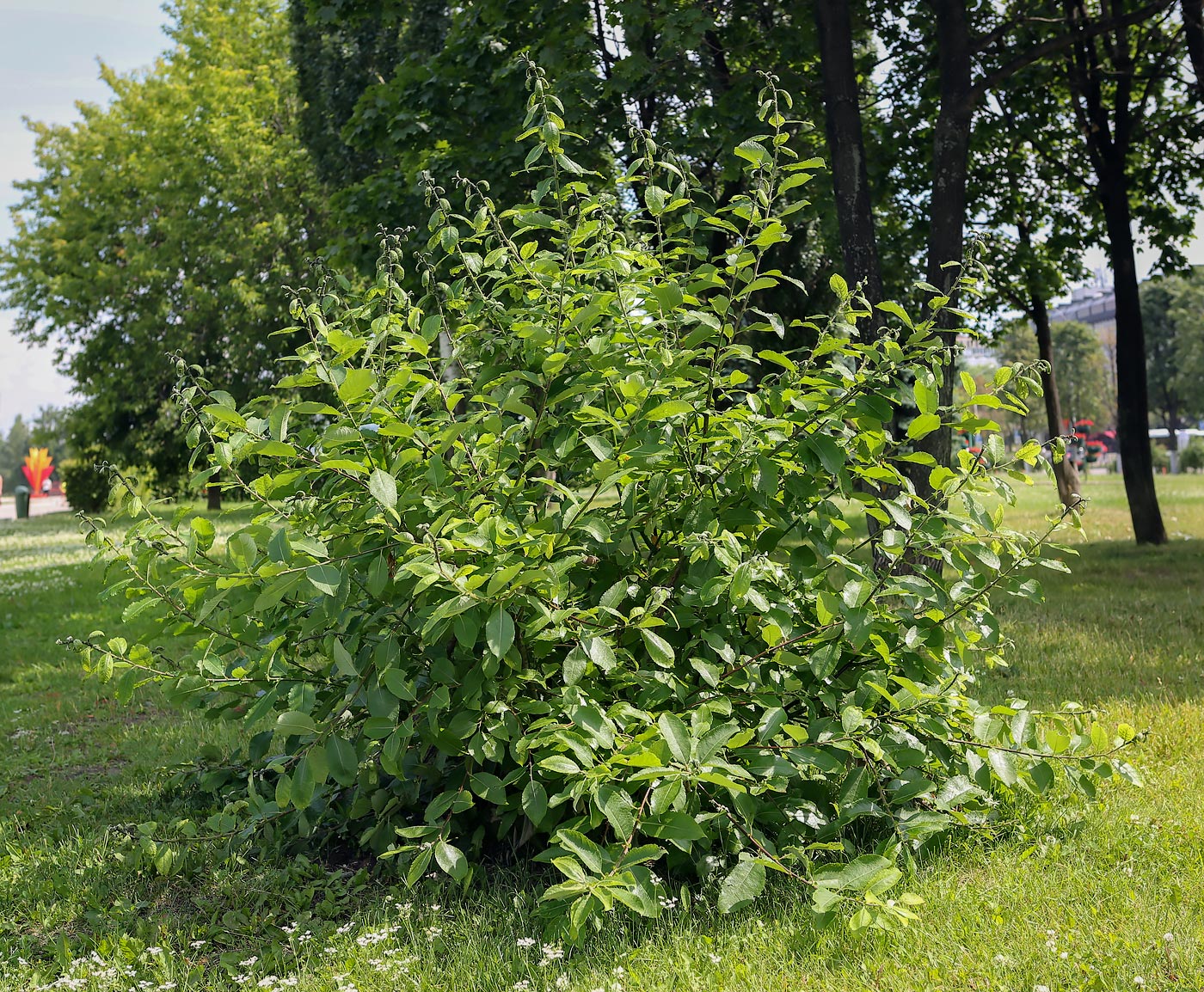 Image of Salix caprea specimen.